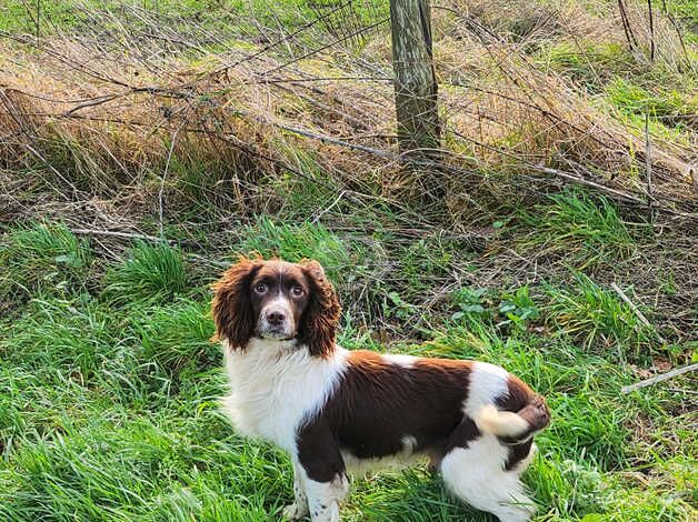 7 springer spaniel pups for sale in Glasgow, Glasgow City - Image 5