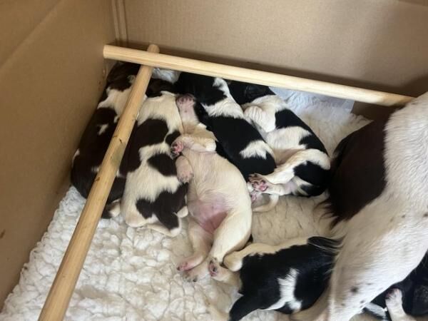 8 Beautiful heavily marked ESS pups for sale in Ringwood, Hampshire - Image 2