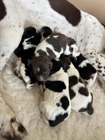 8 Beautiful heavily marked ESS pups for sale in Ringwood, Hampshire - Image 4