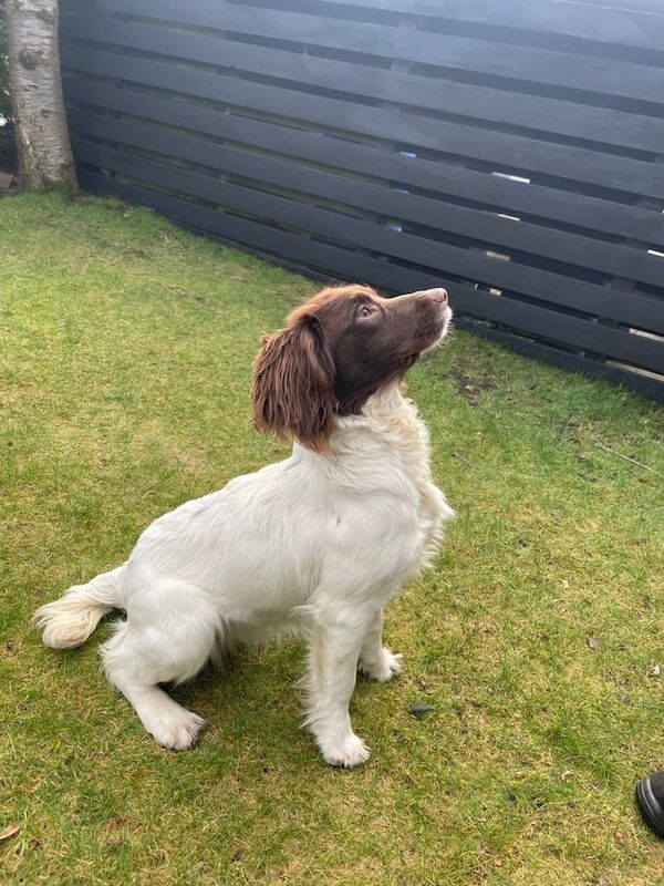 8 month old springer spaniel bitch for sale in Glasgow, City of Glasgow - Image 1