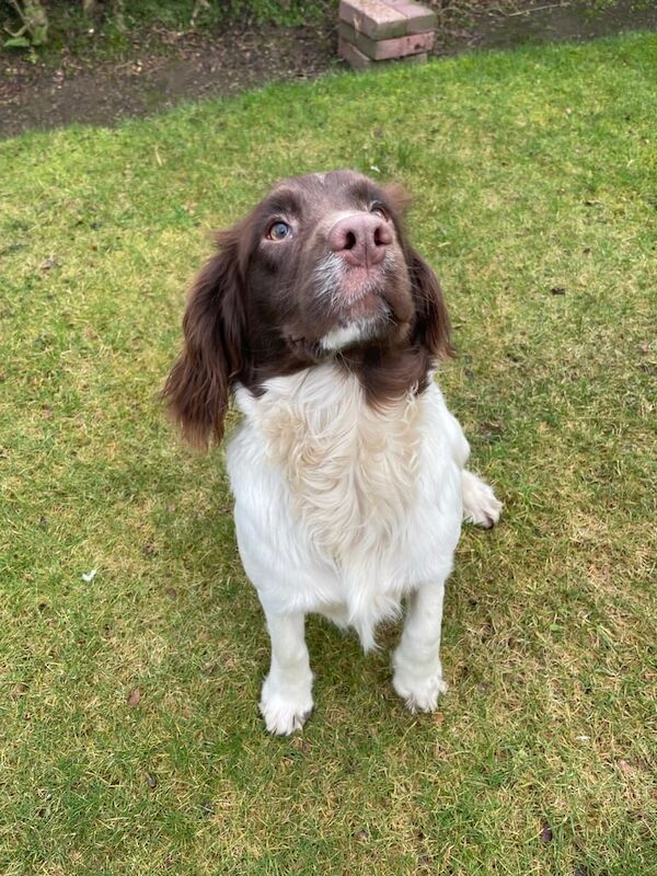 8 month old springer spaniel bitch for sale in Glasgow, City of Glasgow - Image 2