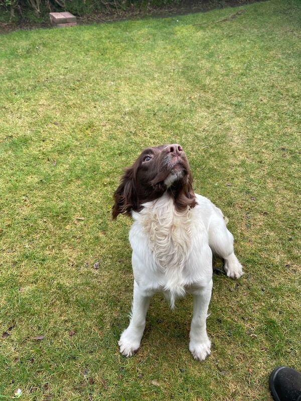 8 month old springer spaniel bitch for sale in Glasgow, City of Glasgow - Image 3