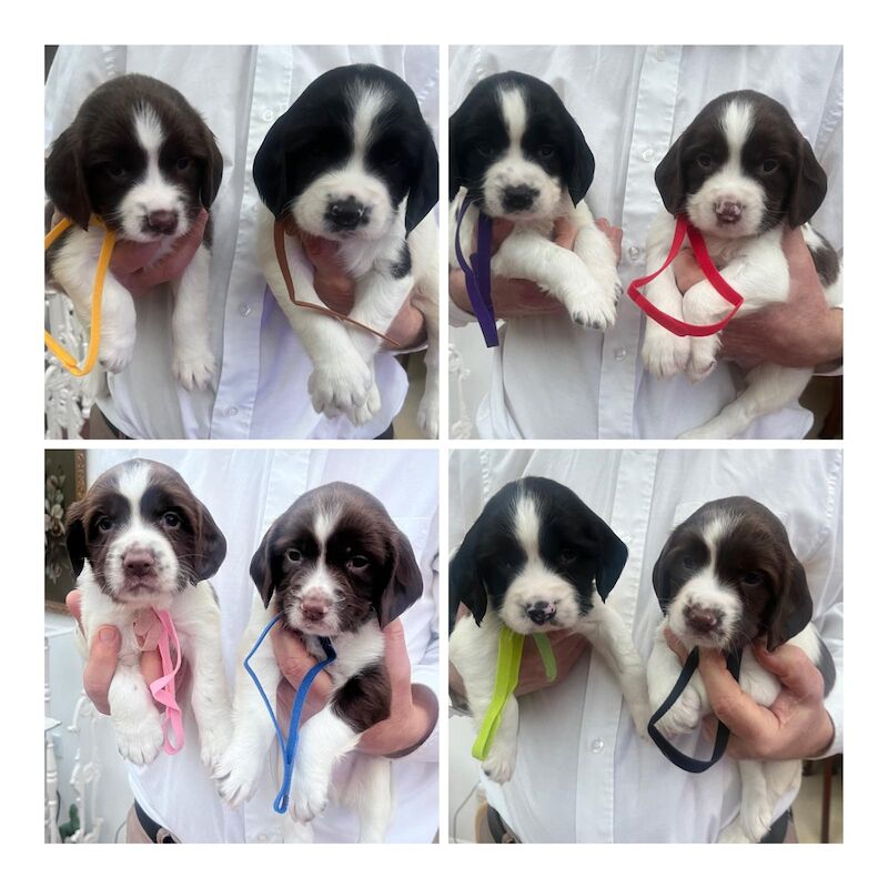 8 Pedigree springer spaniel puppies for sale in Colchester, Essex