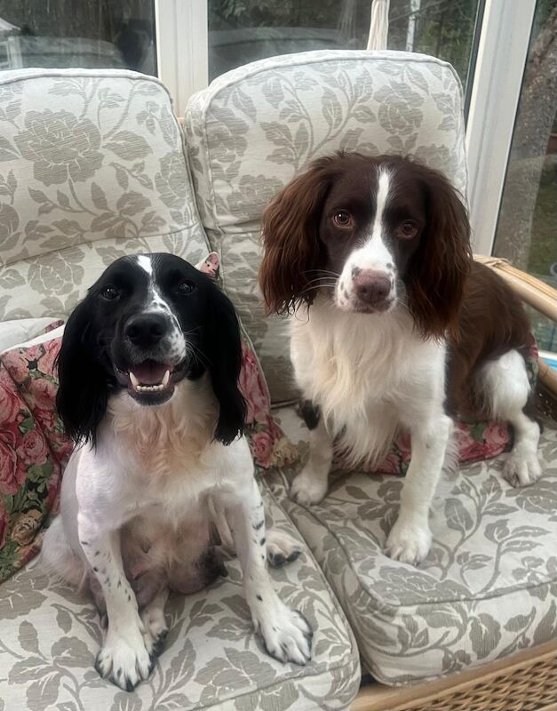 8 Pedigree springer spaniel puppies for sale in Colchester, Essex - Image 2