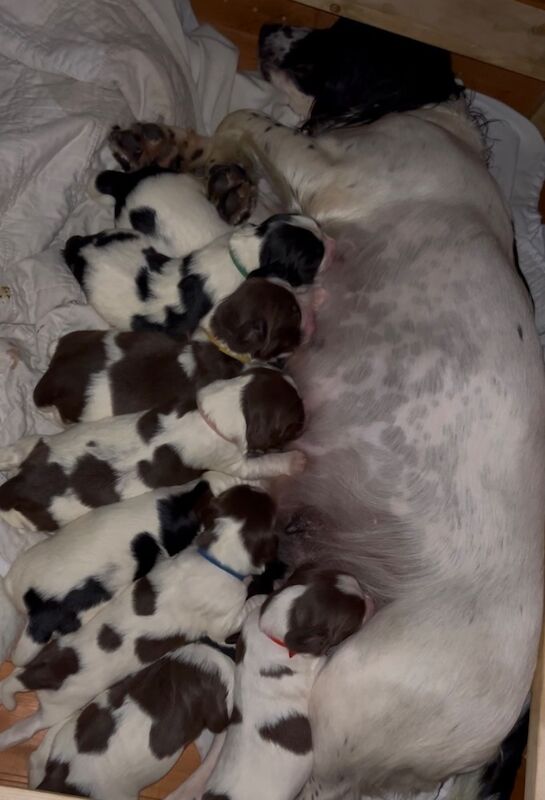 8 Pedigree springer spaniel puppies for sale in Colchester, Essex - Image 3