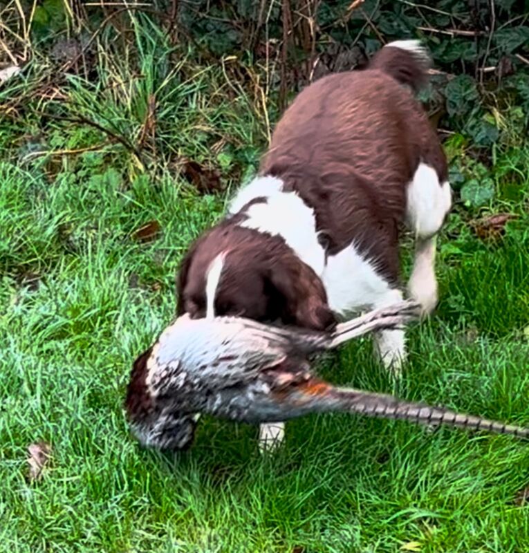 8 Pedigree springer spaniel puppies for sale in Colchester, Essex - Image 4