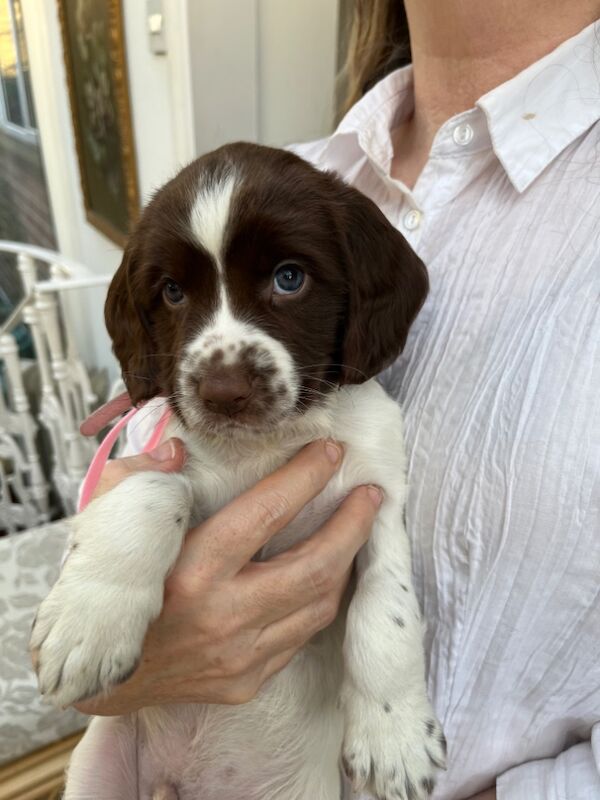 8 Pedigree springer spaniel puppies for sale in Colchester, Essex - Image 5