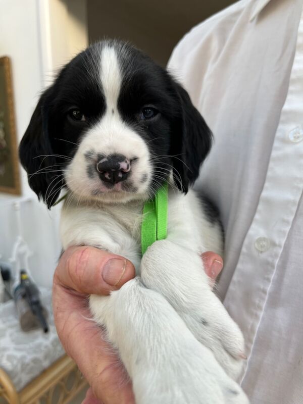 8 Pedigree springer spaniel puppies for sale in Colchester, Essex - Image 6