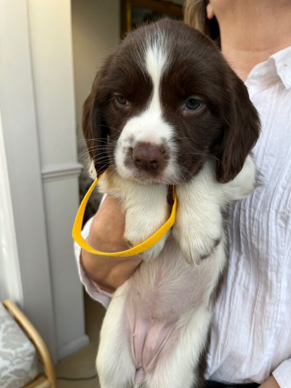 8 Pedigree springer spaniel puppies for sale in Colchester, Essex - Image 7