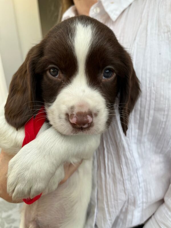 8 Pedigree springer spaniel puppies for sale in Colchester, Essex - Image 8