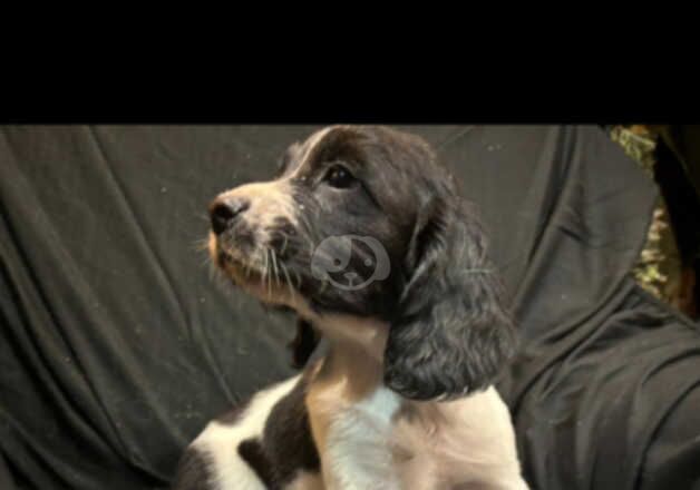 8 week old puppies for sale in Armagh, Armagh