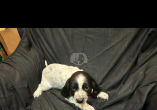 8 week old puppies for sale in Armagh, Armagh - Image 4