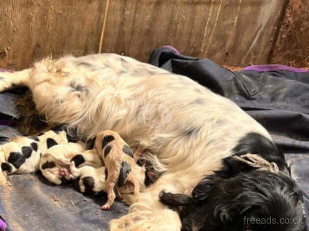 8 weeks old springer spaniel pups for sale in Fareham, Hampshire - Image 1