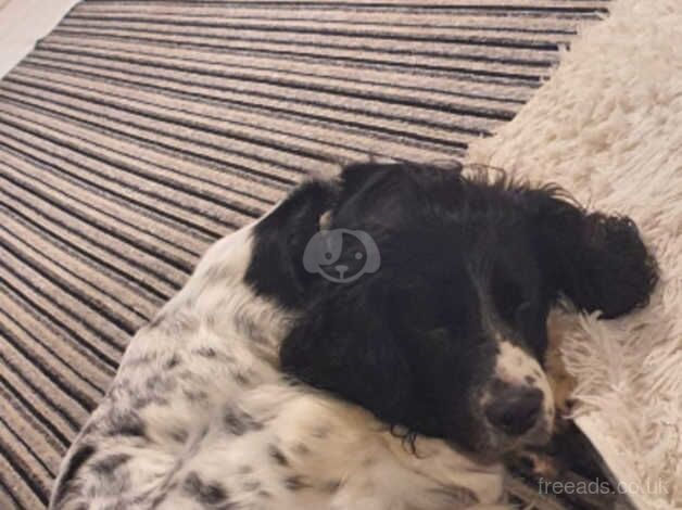 8 weeks old springer spaniel pups for sale in Fareham, Hampshire - Image 2