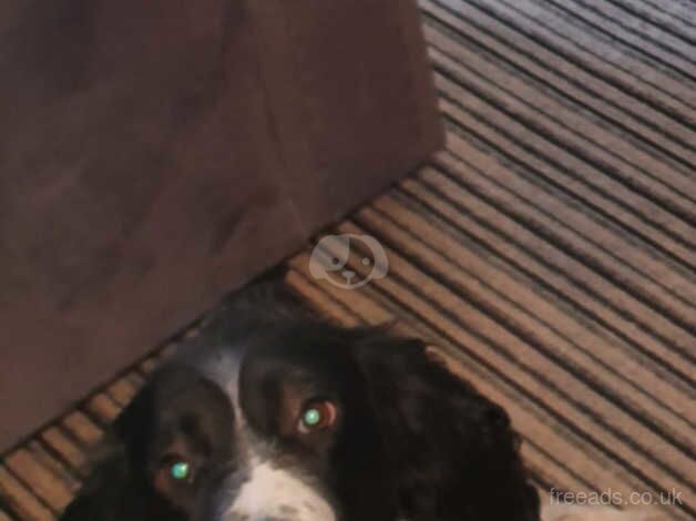 8 weeks old springer spaniel pups for sale in Fareham, Hampshire - Image 3