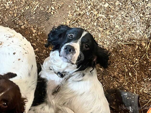 8 weeks old springer spaniel pups for sale in Fareham, Hampshire - Image 4