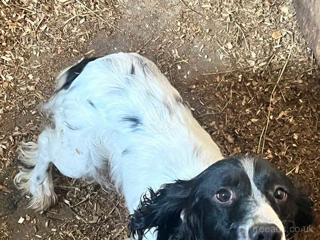 8 weeks old springer spaniel pups for sale in Fareham, Hampshire - Image 5