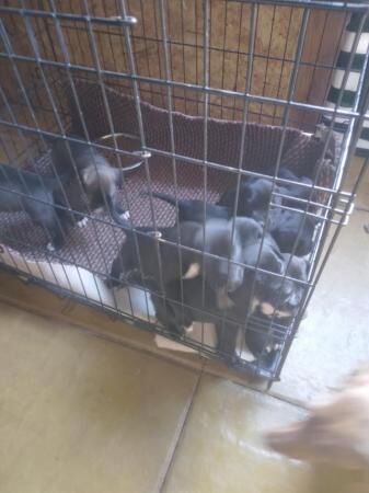 9 beautiful cross of cane corso and English springer spaniel for sale in Stafford, Staffordshire - Image 1