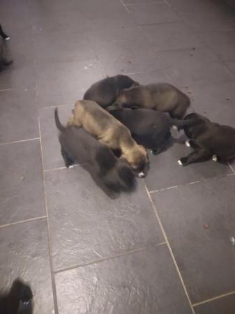9 beautiful cross of cane corso and English springer spaniel for sale in Stafford, Staffordshire - Image 3