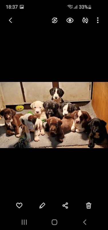 9 beautiful puppies for sale in Dungannon, County Tyrone - Image 1