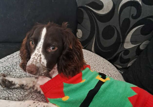 9 month English Springer Spaniel for sale in Stalybridge, Greater Manchester