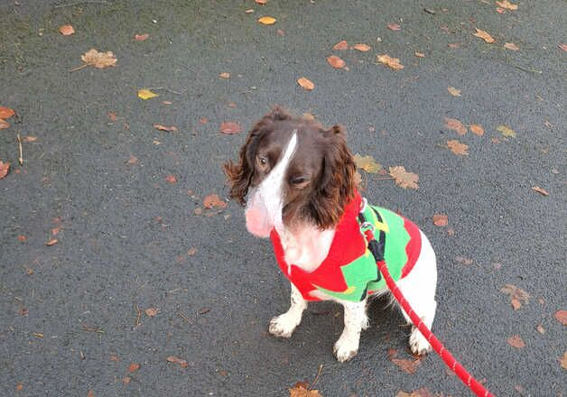 9 month English Springer Spaniel for sale in Stalybridge, Greater Manchester - Image 2