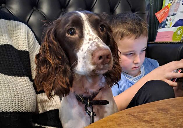 9 month English Springer Spaniel for sale in Stalybridge, Greater Manchester - Image 3