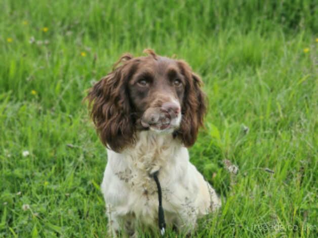 A range of dogs available at Mill Hill Gundogs- Springers & Labs for sale in Hemel Hempstead, Hertfordshire - Image 5