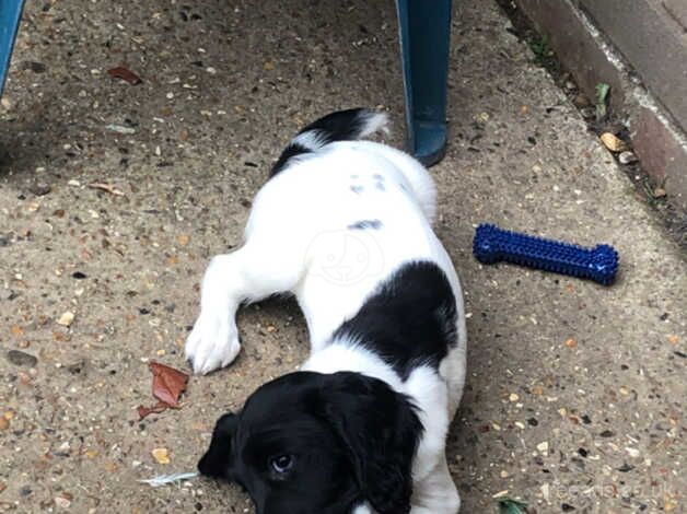 Adorable 14-Week-Old Black and White Springer Spaniel Bitch Puppy for Sale! for sale in Bury St Edmunds, Suffolk