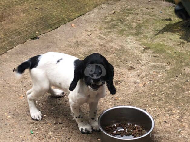 Adorable 14-Week-Old Black and White Springer Spaniel Bitch Puppy for Sale! for sale in Bury St Edmunds, Suffolk - Image 2