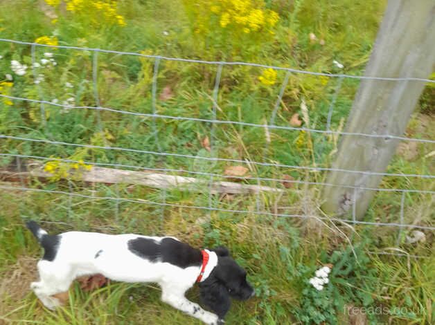 Adorable 14-Week-Old Black and White Springer Spaniel Bitch Puppy for Sale! for sale in Bury St Edmunds, Suffolk - Image 5