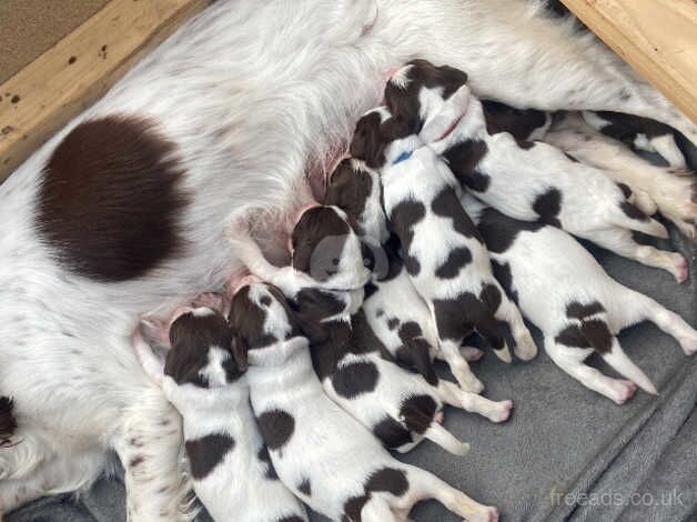 Amazing puppies looking for forever homes! for sale in Devon - Image 1