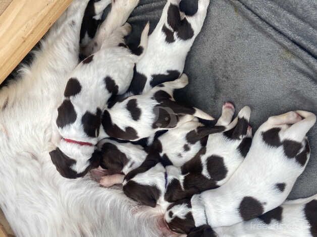 Amazing puppies looking for forever homes! for sale in Devon - Image 2