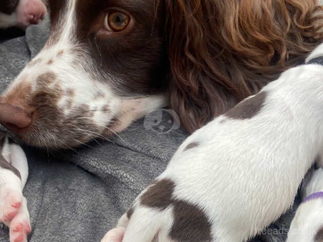 Amazing puppies looking for forever homes! for sale in Devon - Image 5