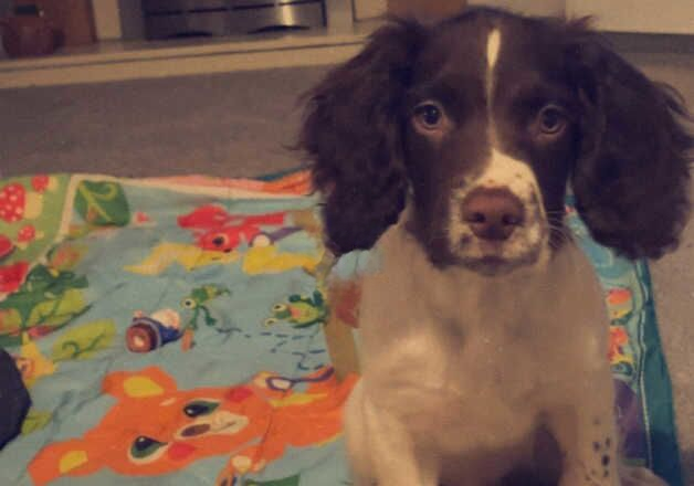 Arnie Springer spaniel for sale in Swadlincote, Derbyshire