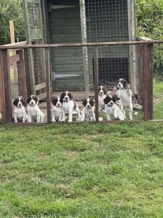 Badgercourt working bloodline springer spaniels for sale in Westhall, Suffolk - Image 1