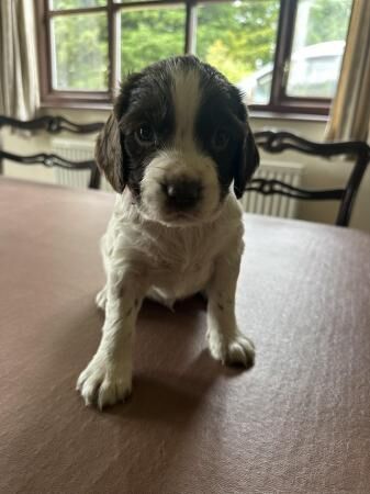 Badgercourt working bloodline springer spaniels for sale in Westhall, Suffolk - Image 2
