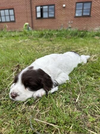 Badgercourt working bloodline springer spaniels for sale in Westhall, Suffolk - Image 3