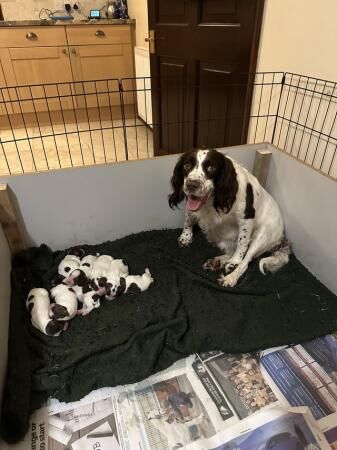 Badgercourt working bloodline springer spaniels for sale in Westhall, Suffolk - Image 5