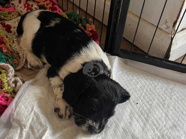 Beautiful black and white springer bitch for sale in Uckfield, East Sussex