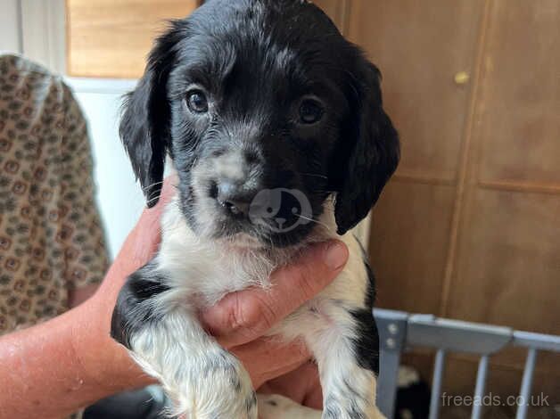 Beautiful black and white springer bitch for sale in Uckfield, East Sussex - Image 2