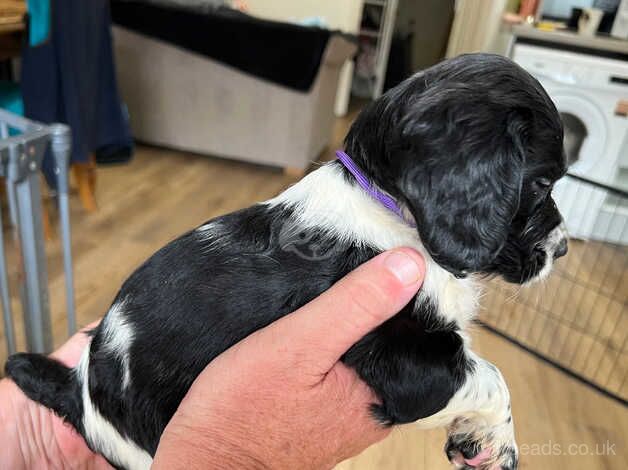 Beautiful black and white springer bitch for sale in Uckfield, East Sussex - Image 3