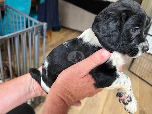 Beautiful black and white springer bitch for sale in Uckfield, East Sussex - Image 4