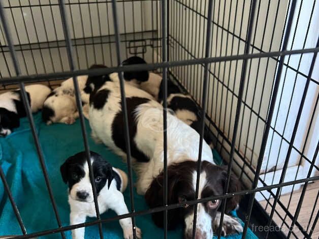 Beautiful black and white springer bitch for sale in Uckfield, East Sussex - Image 5