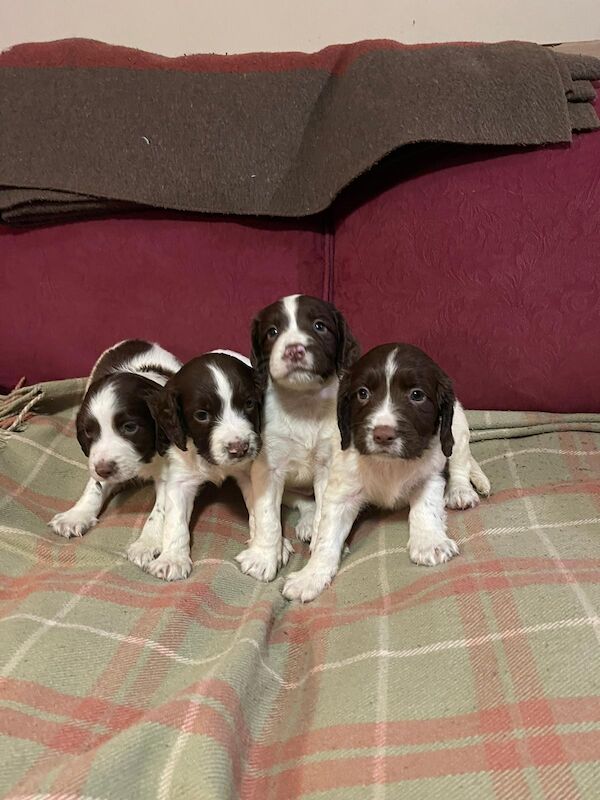 Beautiful English springer spaniel for sale in Steyning, West Sussex