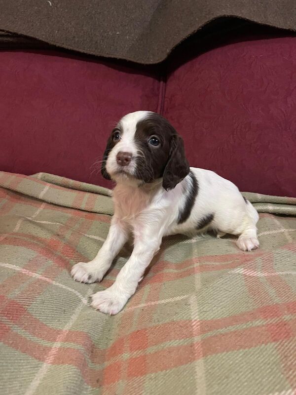 Beautiful English springer spaniel for sale in Steyning, West Sussex - Image 3