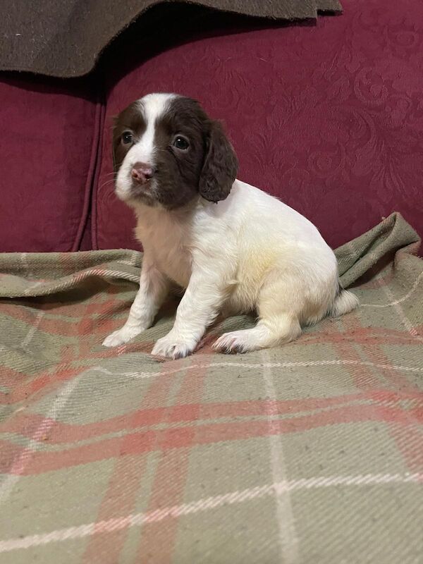 Beautiful English springer spaniel for sale in Steyning, West Sussex - Image 4