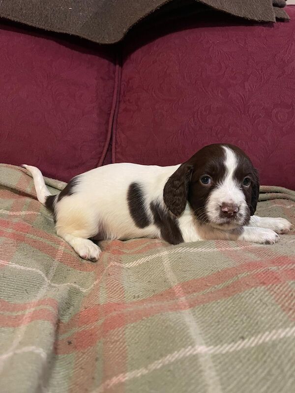 Beautiful English springer spaniel for sale in Steyning, West Sussex - Image 5