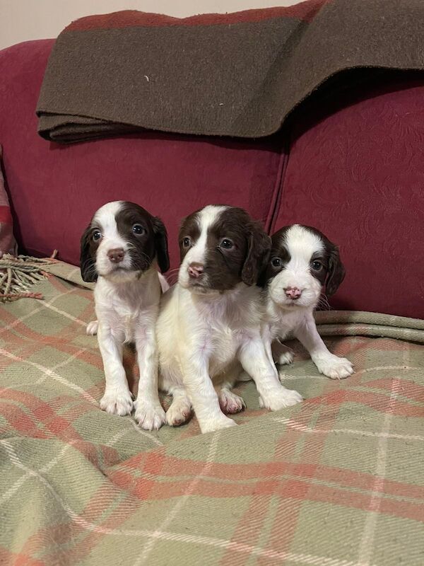 Beautiful English springer spaniel for sale in Steyning, West Sussex - Image 6