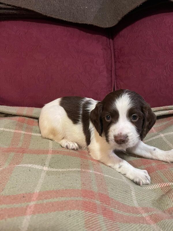 Beautiful English springer spaniel for sale in Steyning, West Sussex - Image 8